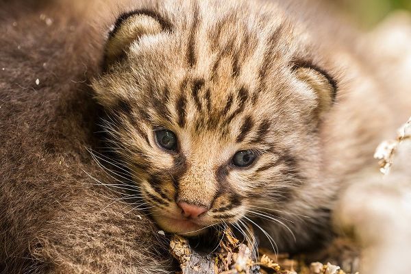 Minnesota-Pine County Bobcat kitten close-up